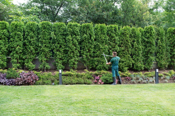 Madeira Beach, FL Tree Removal Company